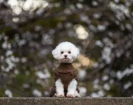 Chanel, Wag Brigade member