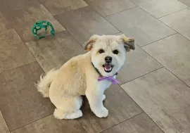 Mithai, Wag Brigade member