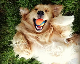 Brixton, Wag Brigade Member