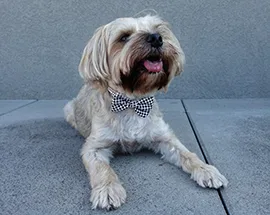 George Morkie, Wag Brigade Member